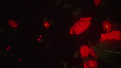 Floating psychedelic red petal flowers screen saver background abstract art Stock Footage 242416877