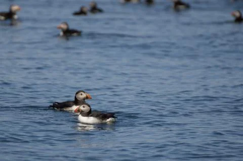 Floating puffins Stock Photos