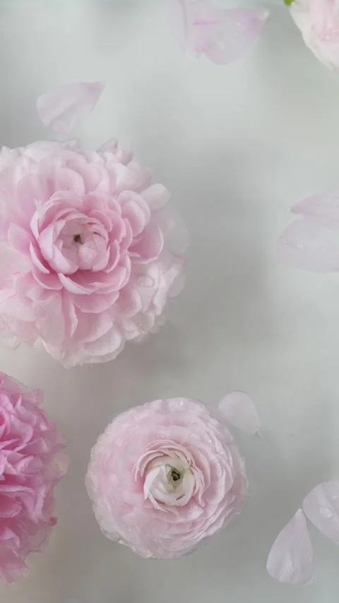 Floating ranunculus flowers and petals on calm water surface creating spa floral Vídeos de archivo 335144241