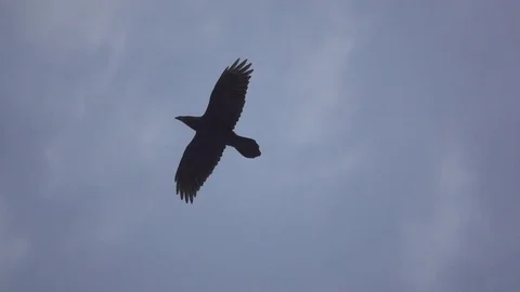 Floating raven against the sky and clouds, slow motion Stock Footage