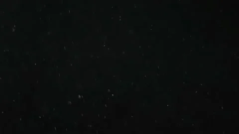 Floating Real Filmed Macro Pollen Dust with Selective Focus on Black Background Видео 156562916