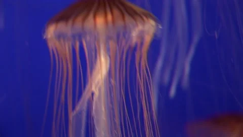 Floating Red Jellyfish Stock Footage 170356886
