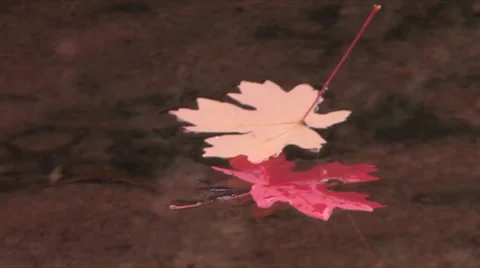 From floating red maple leaves to Fall colors at Zion National Park 스톡 동영상 55734863