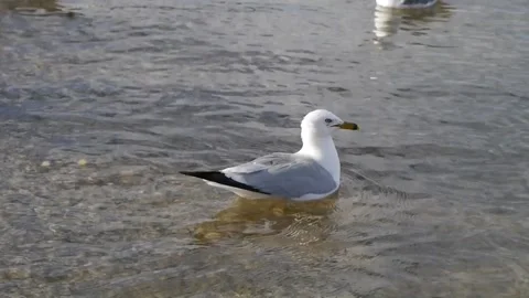 A Floating Ring-Billed Gull Stock Footage 133537312