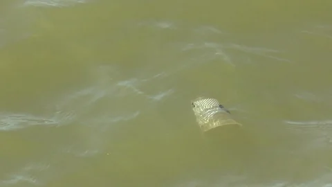 Floating River Trash Stock Footage 120462059