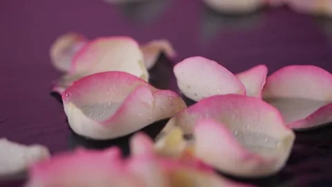 Floating rose petals ripple gently on water as droplets fall. A macro shot .. 스톡 동영상 299241454