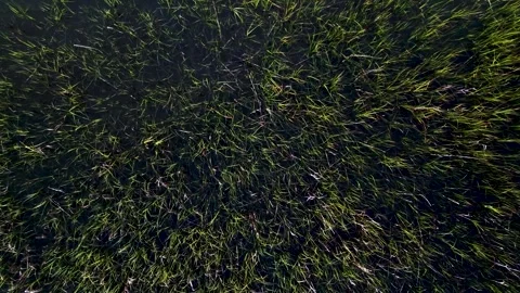 Floating Sea Grass 動画素材 279797862
