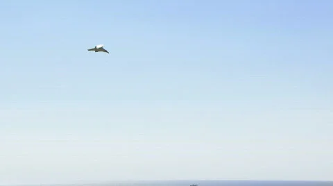 Floating seagull 스톡 동영상 778920
