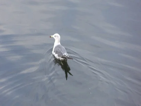 Floating Seagull Vídeo Stock 79203059