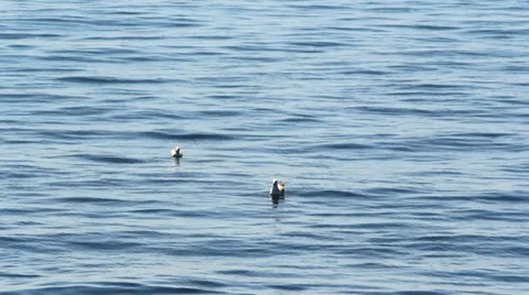 FLOATING SEAGULLS Stock Footage 39415440