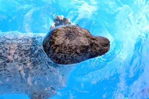 Floating seal Stock Photos