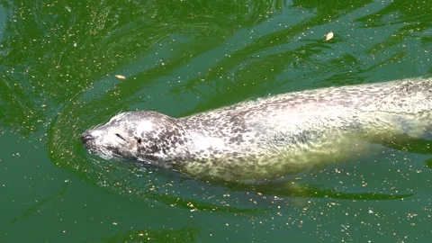 Floating seal in the pond Stock Footage 246025710