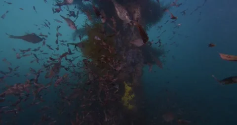 Floating Seaweed Beneath Pier with Schooling Fish Video stock 331784265