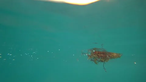 Floating seaweed dancing in clear turquoise water Stock-Footage 306739964