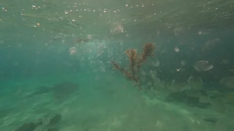 Floating seaweed 스톡 동영상 246955653