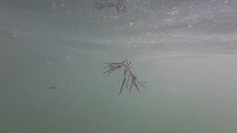 Floating Seaweed Video stock 255715249