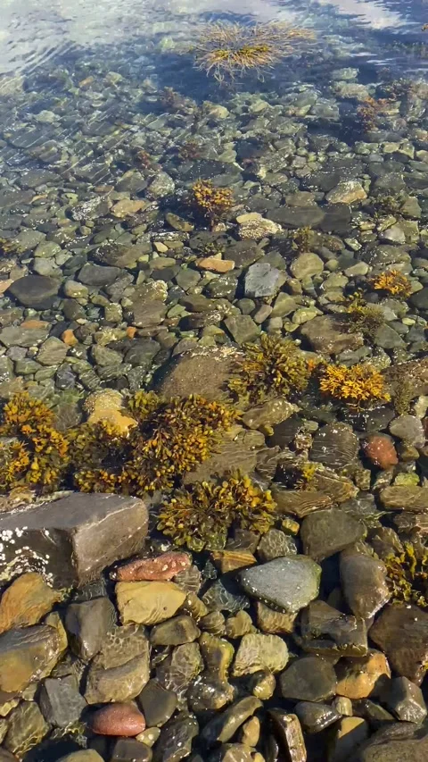 Floating Seaweeds On A Beach 4k Video stock 169636133
