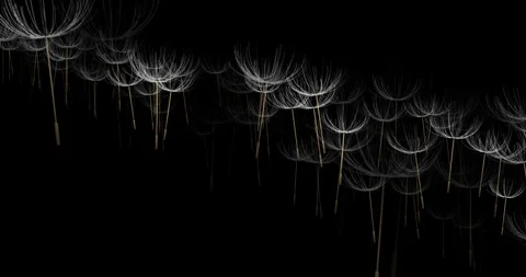 Floating Seeds Stock Footage 105399458