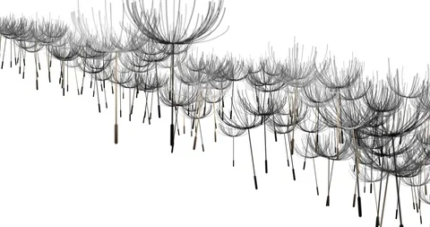 Floating Seeds Stock Footage 105399459