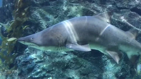 Floating shark Vídeos de archivo 76504415