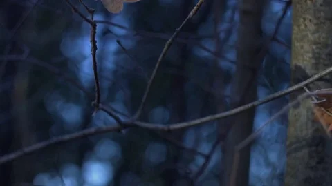 Floating shot leaf Stock Footage 70329998