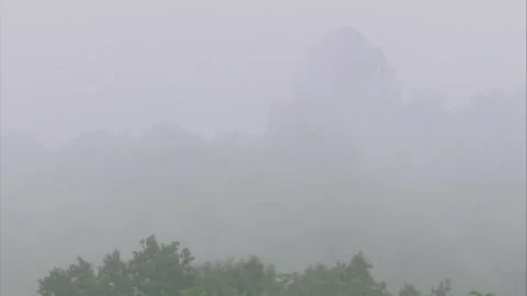 Floating Silence – Mist Over the Forest Stock Footage 313655553