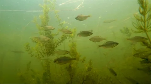 Floating small fish at the bottom of the lake Stock Footage 112242714