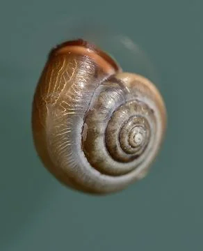 Floating Snail Shell Macro on Soft Green Background Stock Photos
