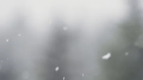 Floating snowflakes with snowy trees in background Stock Footage 78452295