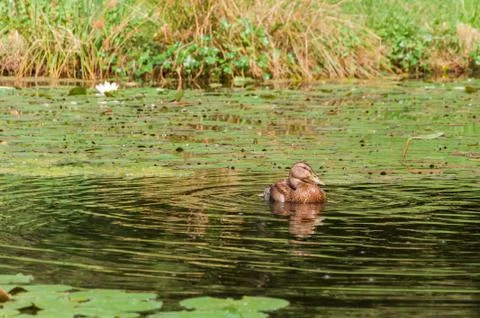 Floating spectator Stock Photos