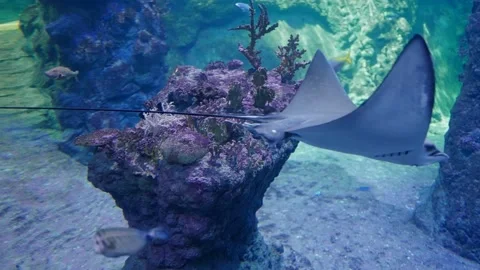 Floating stingray in blue water Video stock 227511872