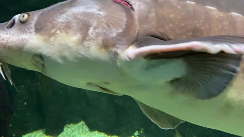 Floating sturgeon fish underwater close up moving shot Stock Footage 155024642