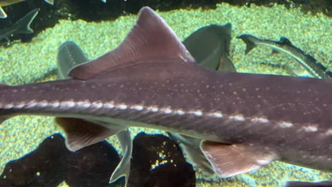 Floating sturgeons underwater close up Stock Footage 155024709