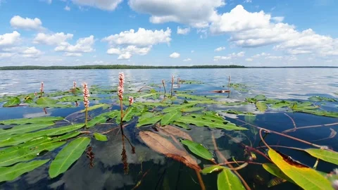 Floating on the surface of the lake and observing underwater plants Stock Footage 201933934