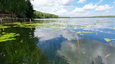 Floating on the surface of the lake and observing underwater plants Stock Footage 201934562