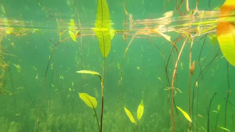 Floating on the surface of the lake and observing underwater plants Stock Footage 201962541