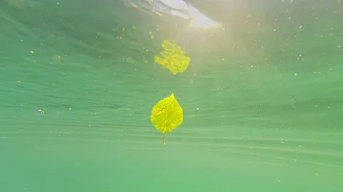 Floating on the surface of the lake and observing underwater plants Stock Footage 201962646