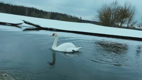 A floating swan. Video stock 234110983
