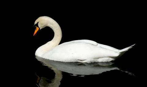 Floating swan Foto stock
