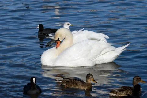 Floating swan Stock Photos