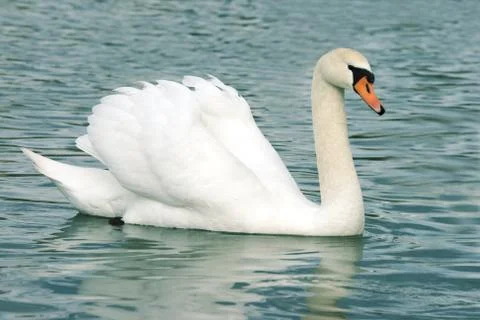 Floating swan Stock Photos