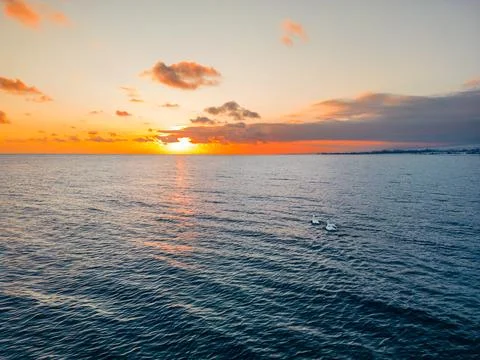Floating swans during sunset Stock Photos