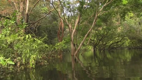Floating through amazon tributary 01 Stock Footage 83098000
