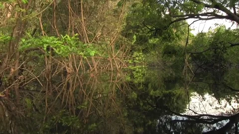 Floating through amazon tributary 02 Stock Footage 83097979