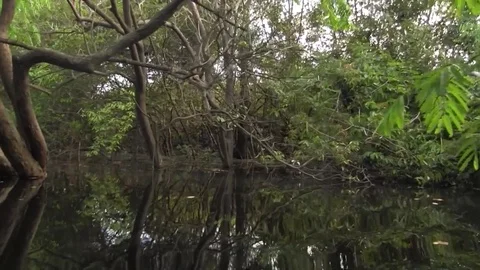 Floating through amazon tributary 03 스톡 동영상 83097978