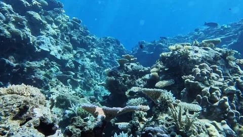 Floating Through Beautiful Coral Formations 스톡 동영상 256619527