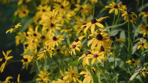 Floating through Blackeyed Susans Stock Footage 312231619