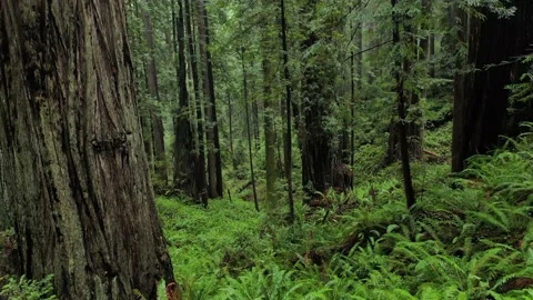 Floating through the Fern Forest 스톡 동영상 149719119
