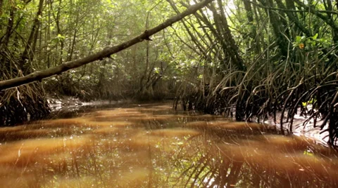 Floating Through the Jungle River Stock Footage 36573796