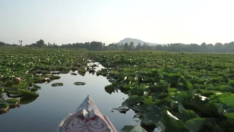 Floating through the lotus field in Dal Lake, Kasmir, India Stock Footage 285117705